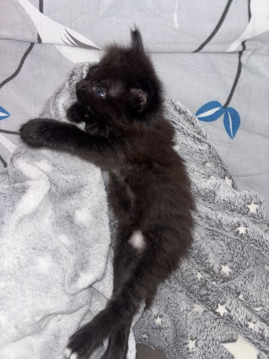 Отдам шоколадную девочку