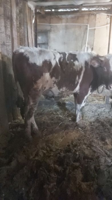 Бык продам возраст 1.3 года