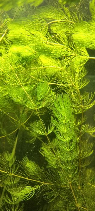 Аквариумные растения