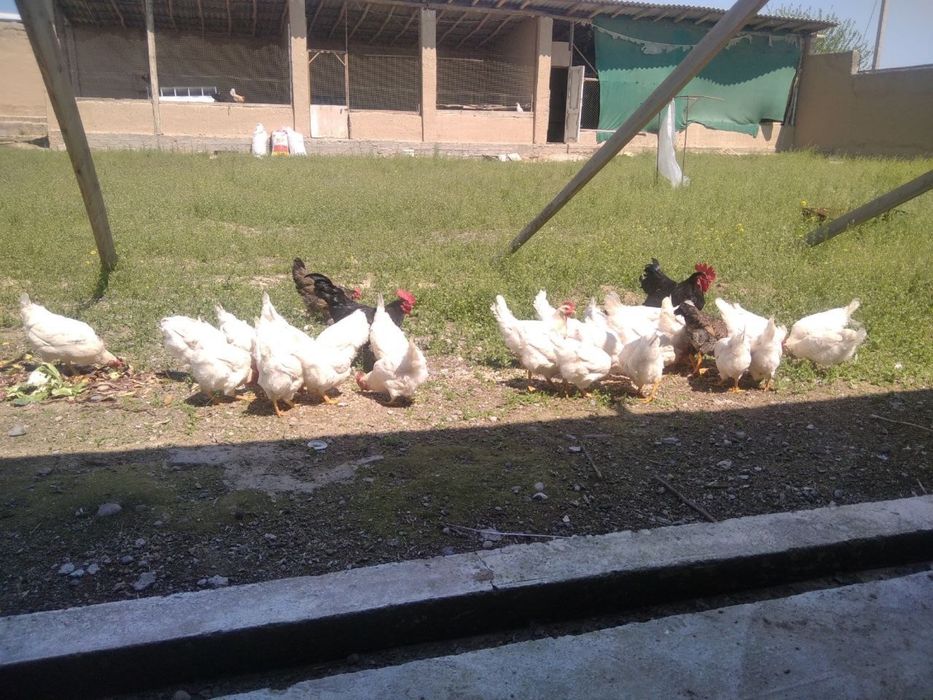 Xonaki tovuqlar (Tuxum tug'adigan)