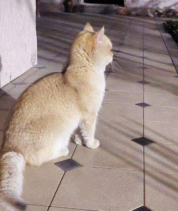 Вязка кошка молчик не продаёсья залотая шишила