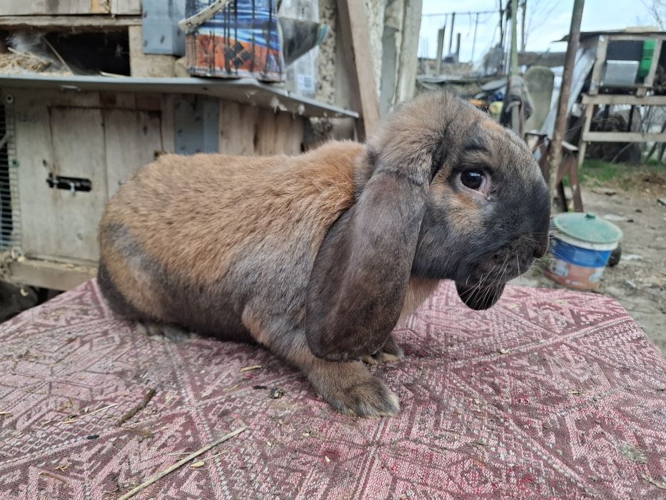 Петли и Кочовати зайциза разплод.Астралорп и Арауйана