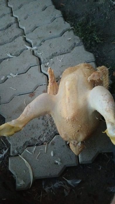 Продам мясо курей молодые