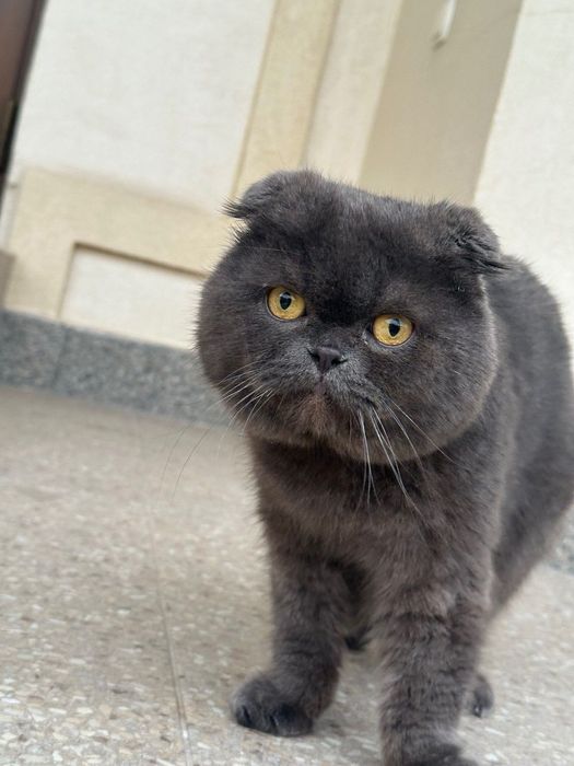 Сккотиш фоллд  .