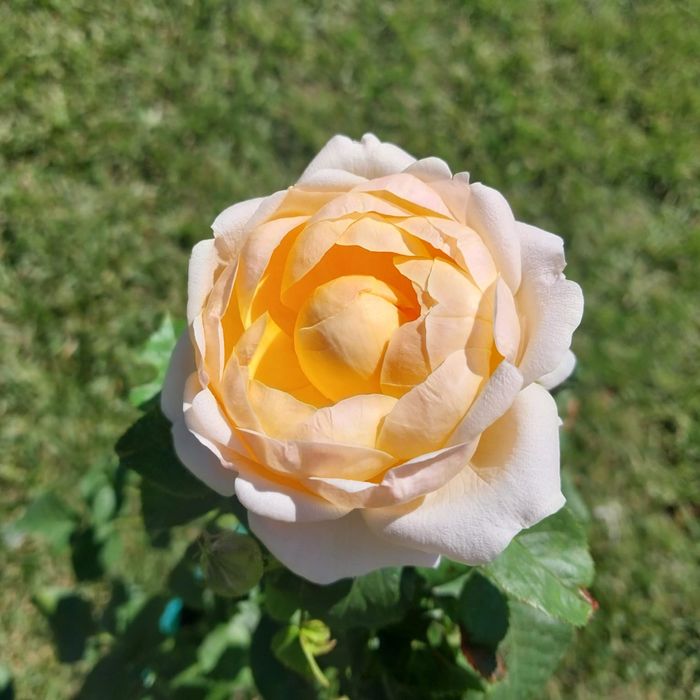 Розы с закрытой корневой