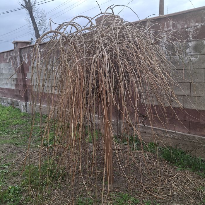 Продам декоративное дерево шелковник