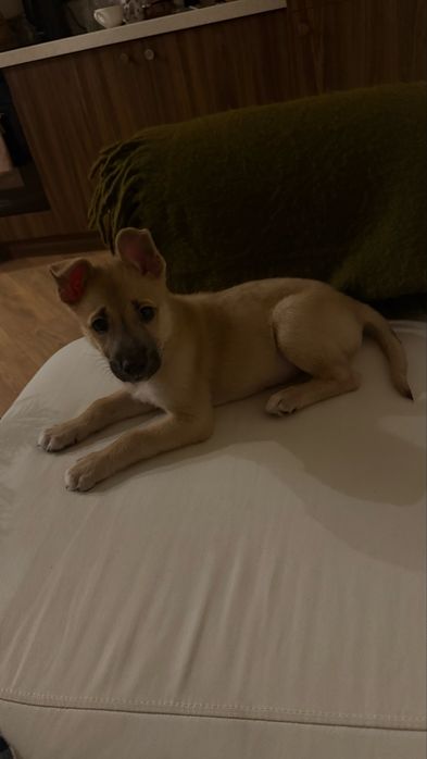 Отдам рыжего щенка