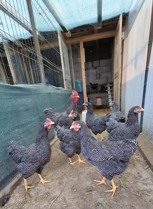 Pui Jersey Giant,, Sussex HD si Porțelan.