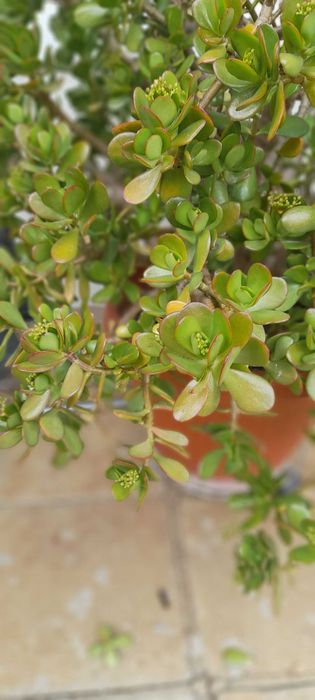 Голямо Дърво на живота