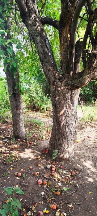 Продам дачу ,общество Вагонник