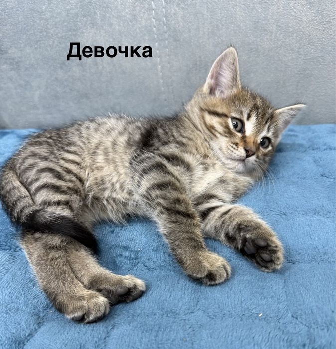 Отдам даром котят
