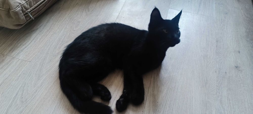 Котята . 4 месяца