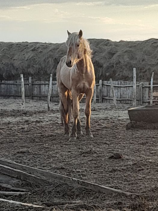 Дөнен айғыр сатылады