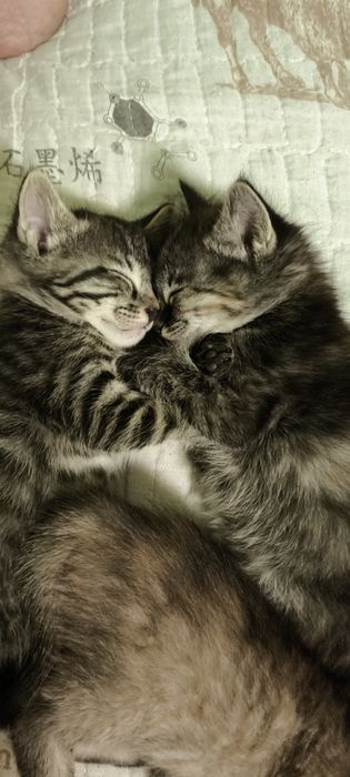 Отдаём котят в добрые руки!