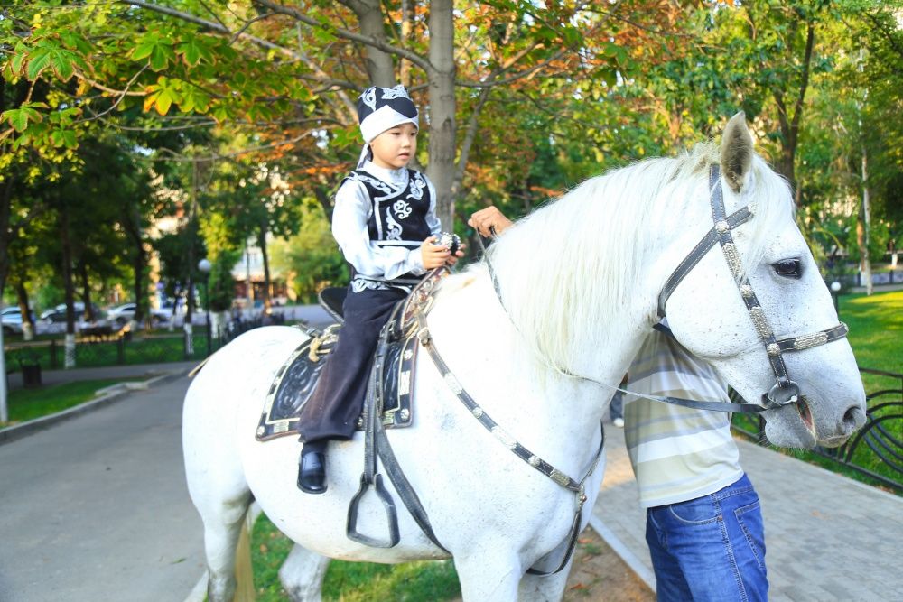 Конь. Лошадь, сопровождение