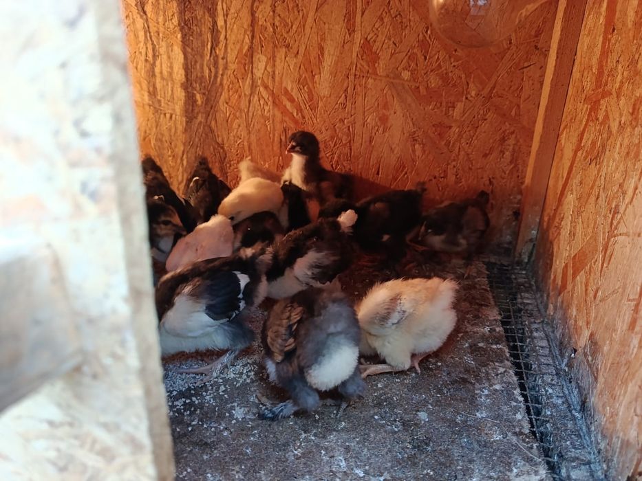 Продам цыплят, возраст 8 дней