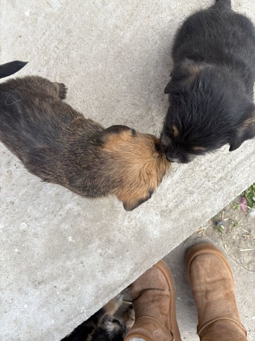 cateii adoptie URGENT