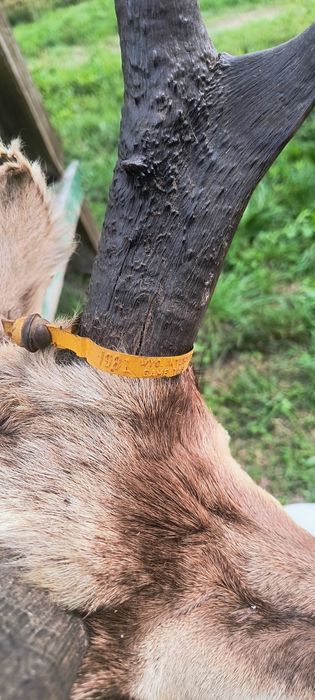 Blană trofeu pușcă panoplie
