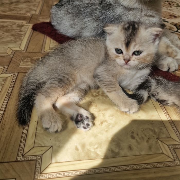 Котята котята котята