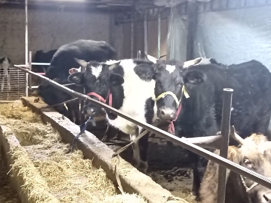 Toq bugoz sgrlar sotiladi