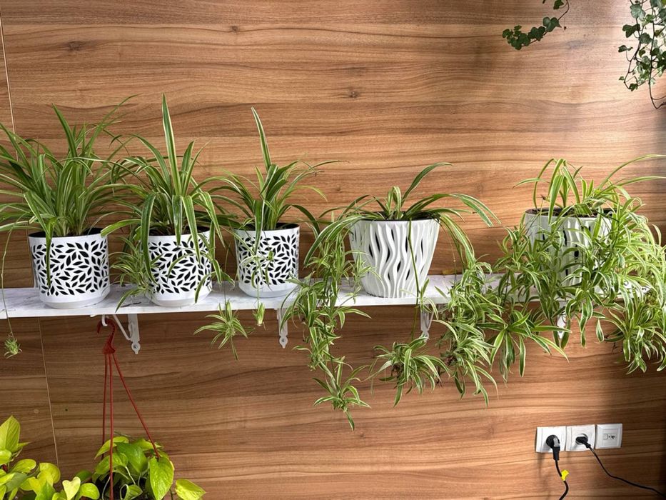 Цветок хлорофитум комнатый