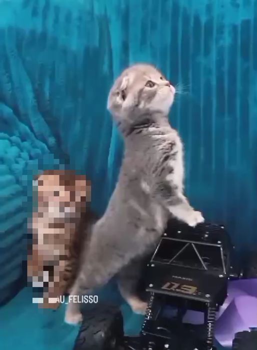 Милашечка продается