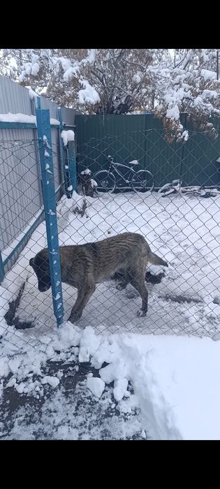 Отдам даром собаку