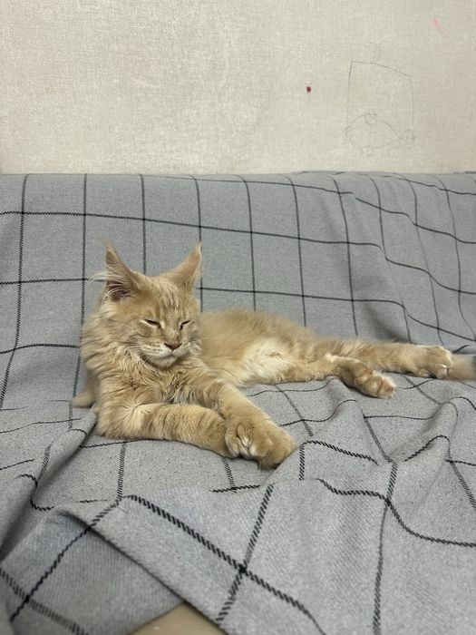 Продаю котенка мейнкун девочка 3 месяца