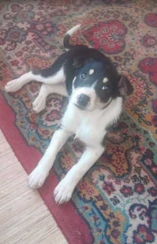 Девочка, три месяца ищем дом с добрыми хозяевами!