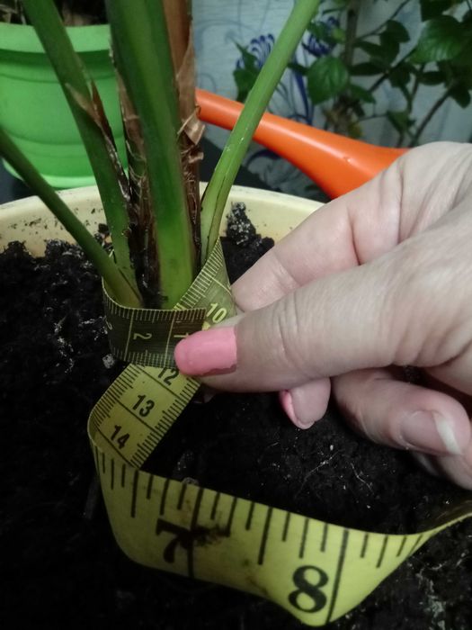 Продам финиковые пальмы