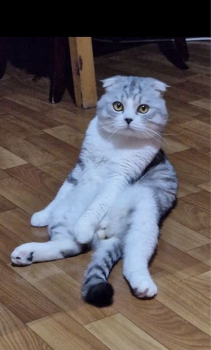 Веслоухая. шотландская