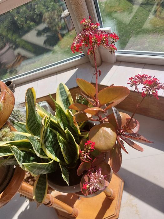 Цветы  комнатные ,  каланхое