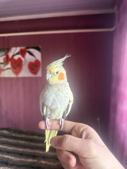 Продам абсолютно ручных корелл