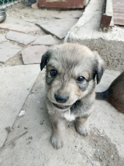 Щенки-звонки девочки