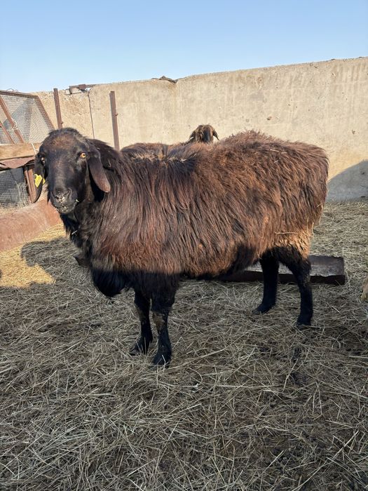 Кошкар 3года Гиссар