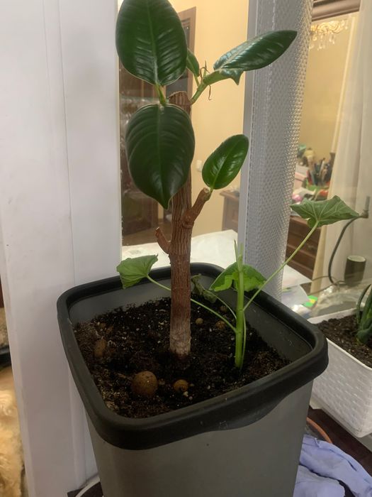 Цветы подарок на Праздник