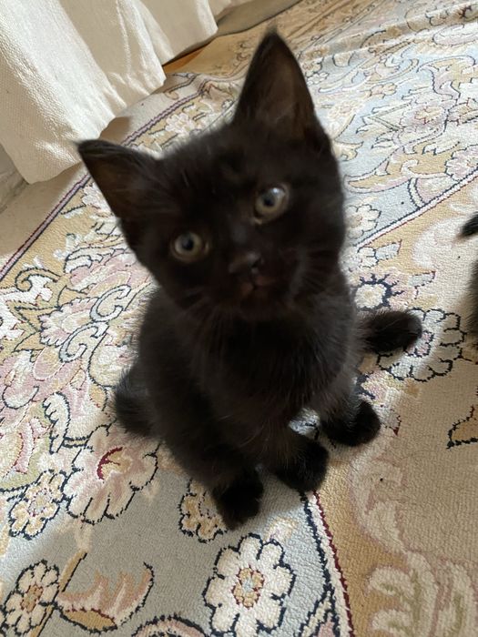 Отдам котят в добрые руки