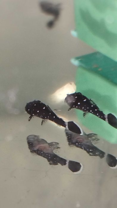 Звезден сом L181