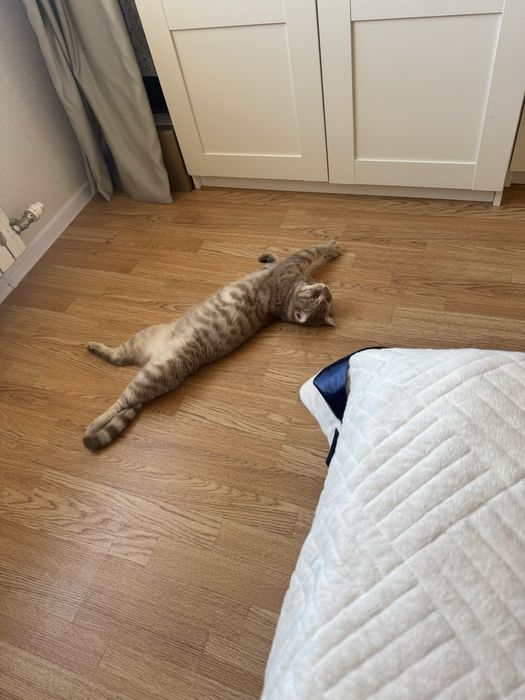 Отдаем кота в добрые руки