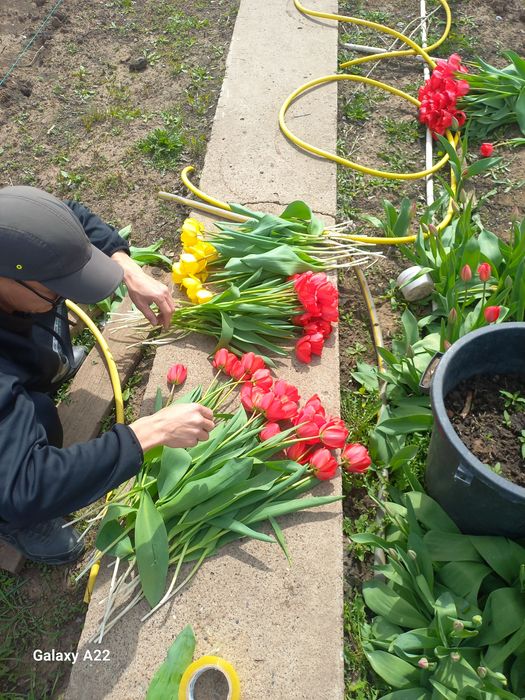 Қызғалдақ сатылады