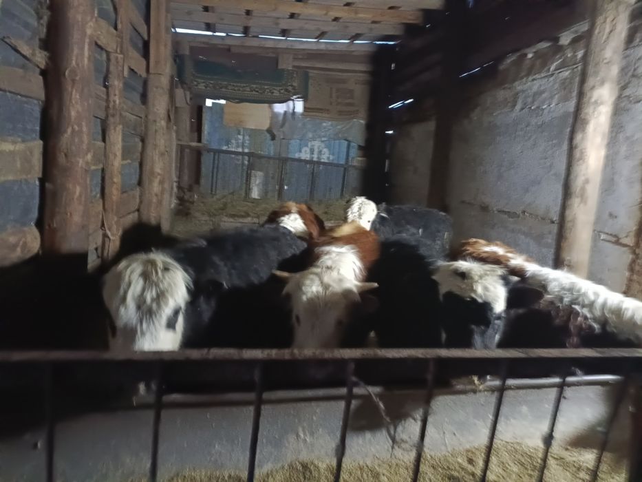 Продам бычков годовалых с откорма.!