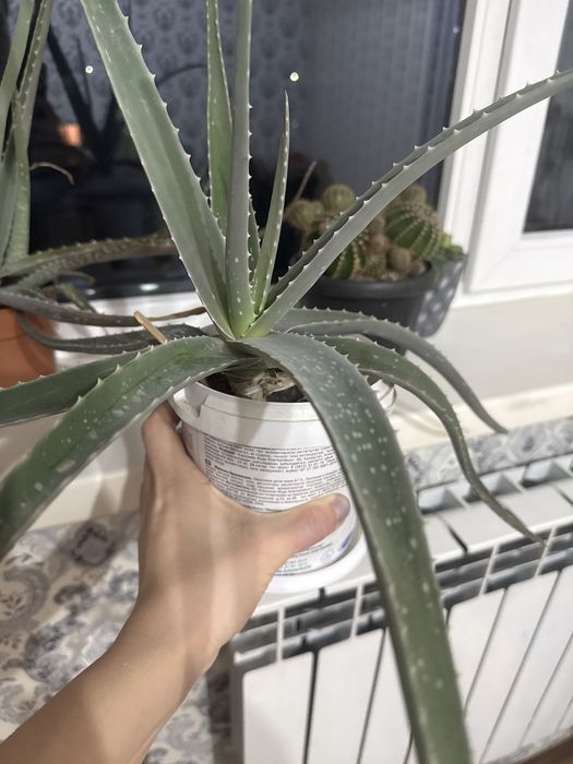 Продам Алоэ вера