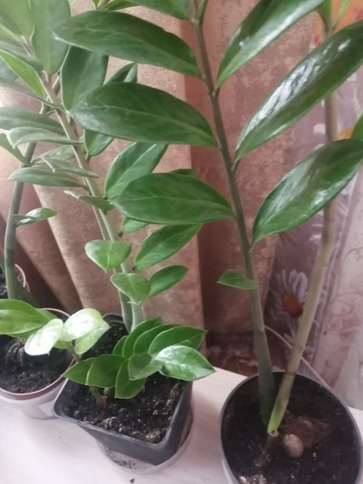 Цветок замиокулькас