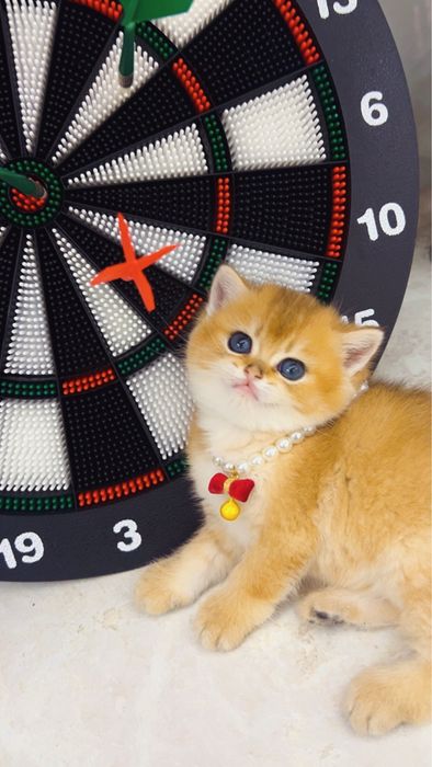 Золотая шиншилла