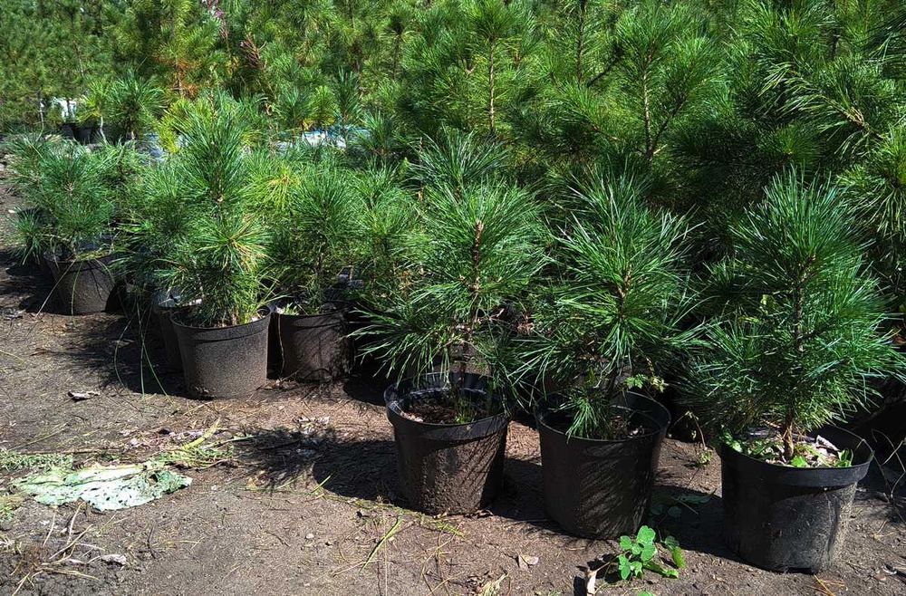 Саженцы сеянцы ель голубая ёлка липа рябина кедр сосна продам береза