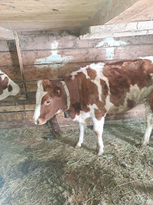 Vând junincă. Detalii în privat