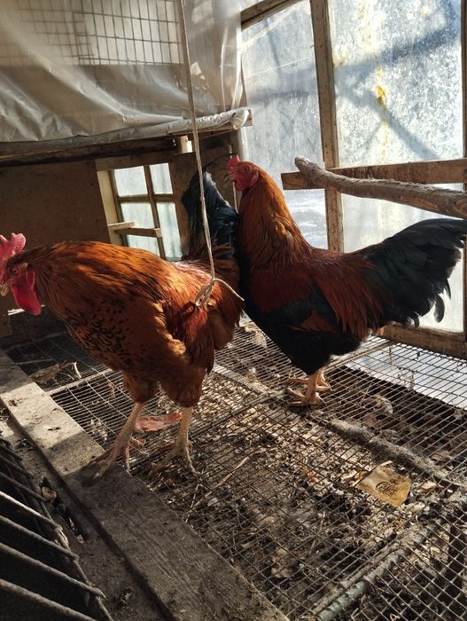 2 Петуха откормленые