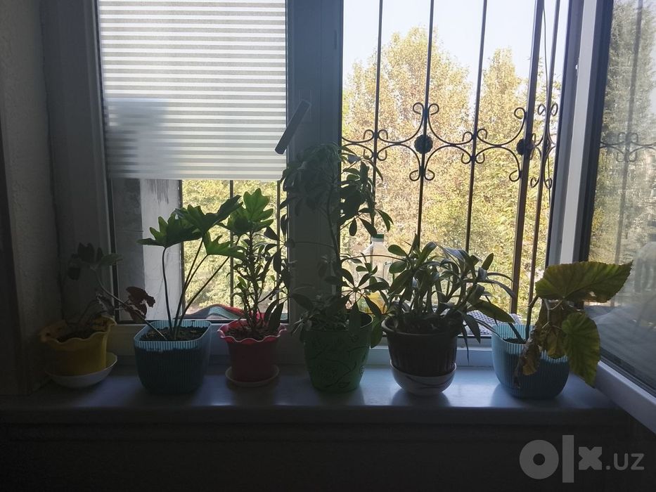 Комнатные цветы  12штук