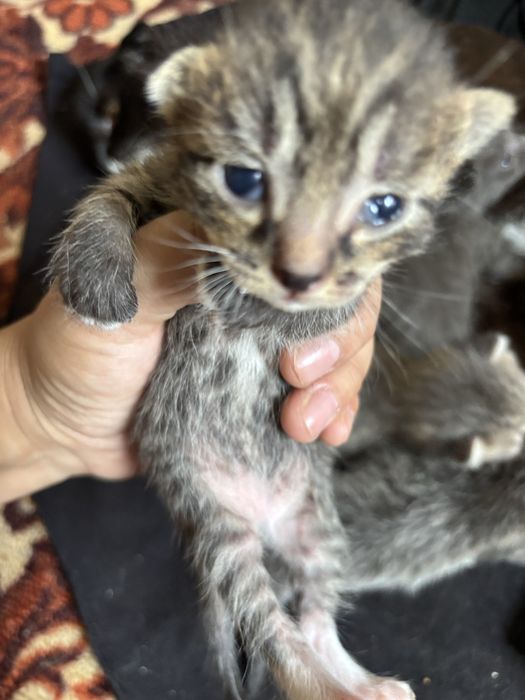 Бесплатные котята в добрые руки