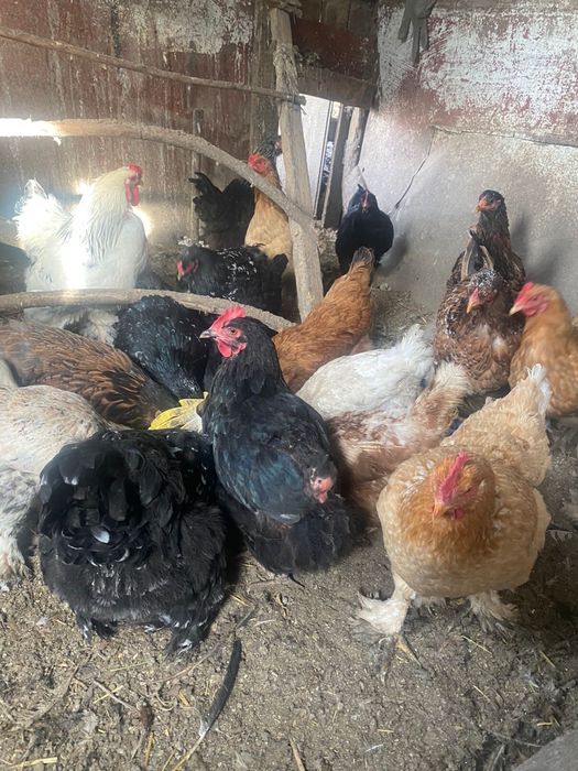 Продам курей с петухом вместе